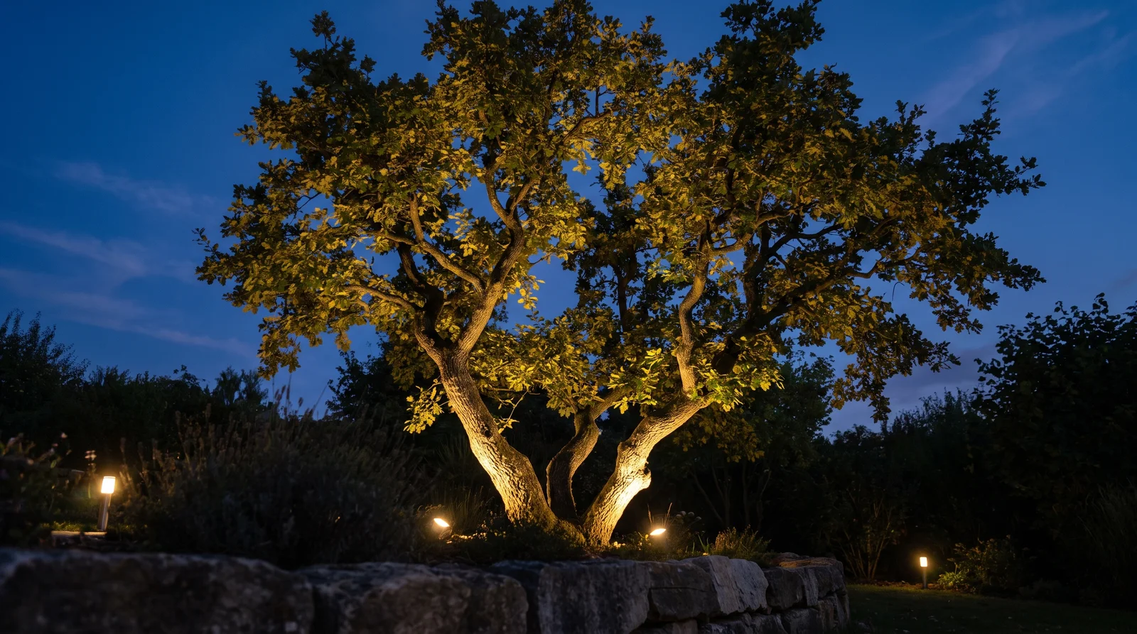 Einzelner Baum, nachts von einem warmweißen Bodenstrahler von unten angestrahlt, umgeben von dunklem Garten