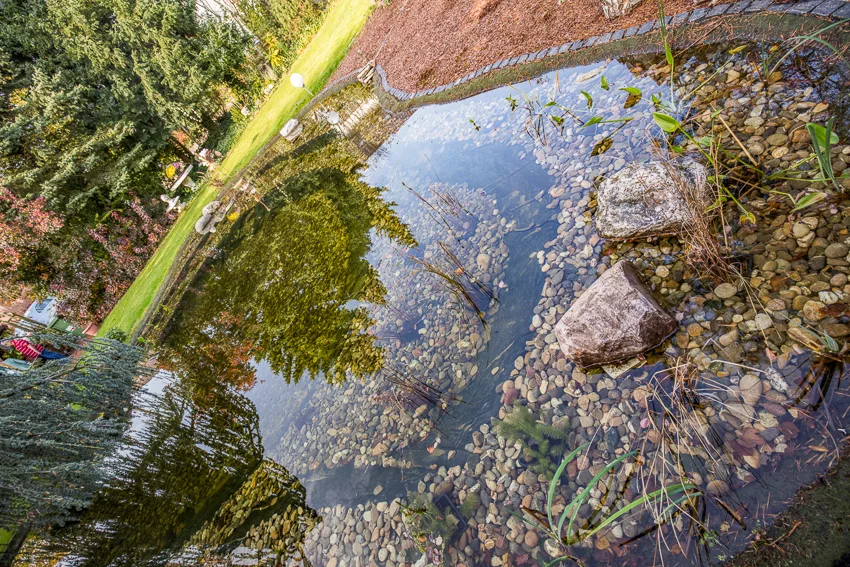 Naturnaher Gartenteich mit bepflanzter Uferzone und Hecke