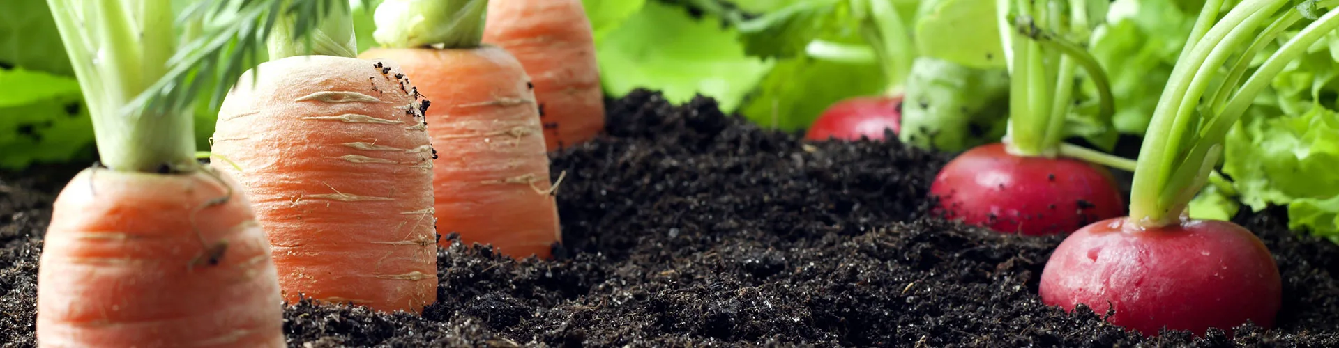 Beet mit junger Bepflanzung und Obstbäumen in einem Hausgarten